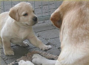 Wenn das nicht geht, wird Mama attackiert! Wenn das nicht geht, wird Mama attackiert!