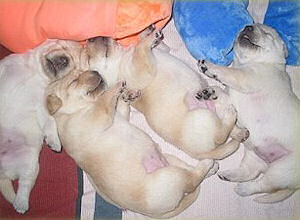 Kuscheln mit den Geschwistern Kuscheln mit den Geschwistern