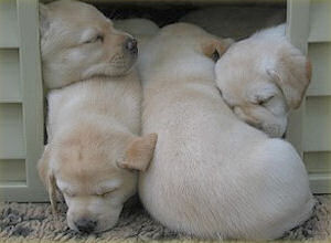 Gruppenkuscheln Gruppenkuscheln