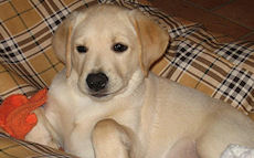 Abigail (Emma) - unsere "Luxembourgerin" Abigail (Emma) - unsere "Luxembourgerin"