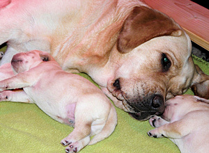 Kuscheln mit Mama... 