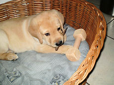 Bailey im neuen Körbchen... Bailey im neuen Körbchen...