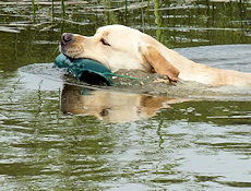 Amber beim Wasserapport 