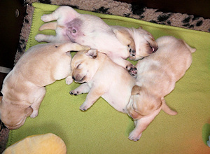 Gruppenkuscheln