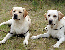 Amber (links) und Mabel - kurze Pause Amber (links) und Mabel - kurze Pause