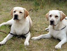 Amber (links) und Mabel - kurze Pause