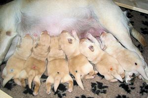 Mama Qutie und ihre Rasselbande Mama Qutie und ihre Rasselbande