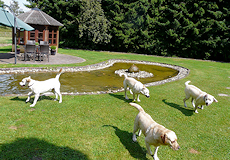 Kleine Erfrischung im Gartenteich