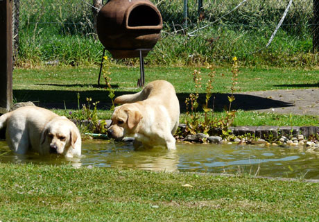 Batida und Bailey - kleine Erfrischung im Gartenteich