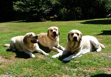 v.l.n.r.Batida, Bailey und Jette