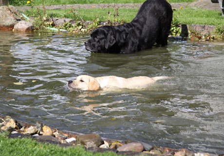 Casey mit Papa Gulliver beim Schwimmen