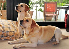 Barkley und Ilja von der Hollen-Hardt. Barkley und Ilja von der Hollen-Hardt.
