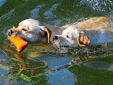 Jette zeigt Amber wie man aus dem Wasser apportiert ... Jette zeigt Amber wie man aus dem Wasser apportiert ...