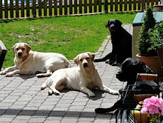 Jette, Qutie, Kira und Gulliver genieen die ersten Sonnentage